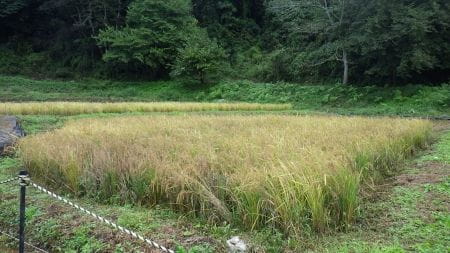 稲刈り前の田んぼ