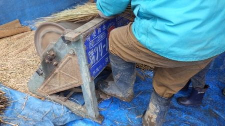 脱穀機を使用して脱穀している様子の近影