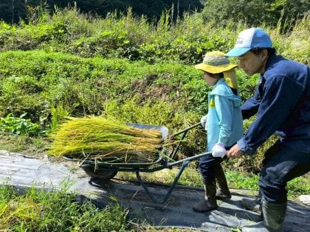 一輪車で稲を運ぶ子ども