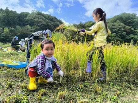 稲刈りをしている参加者たち