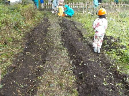 出来上がった畝