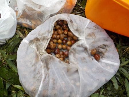 ドングリが入った袋