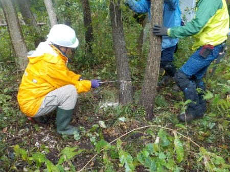 のこぎりで樹木を切る様子