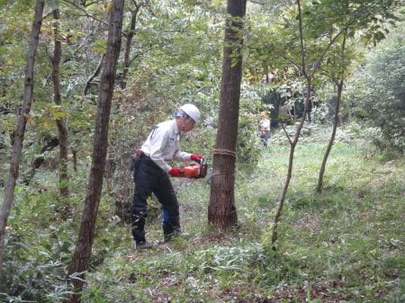 講師の方がチェーンソーで切れ込みを入れる様子