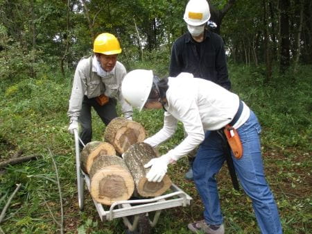 集められた丸太