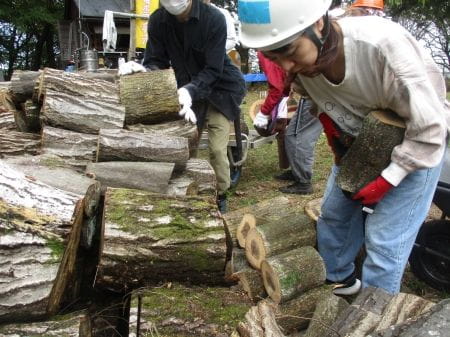 一か所に集積された丸太