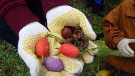 色とりどりの実