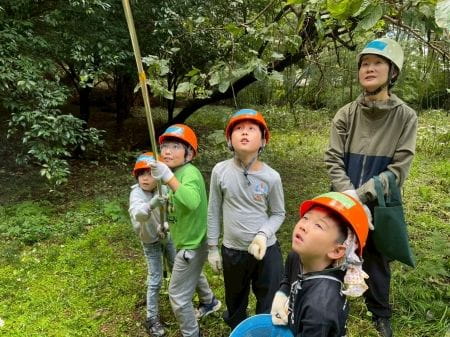 高枝ハサミで柚子を切り落とす様子