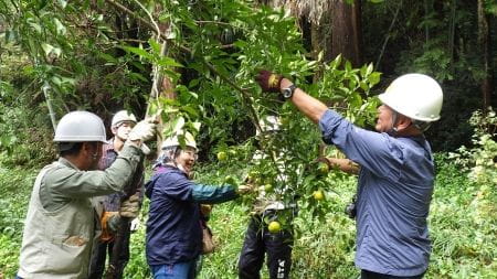 収穫で柚子の香りが広がり笑顔の参加者
