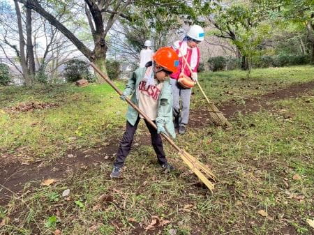 熊手でイガを集める少女