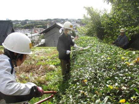 お茶の葉を剪定