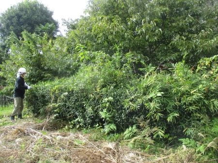 生い茂るお茶の葉