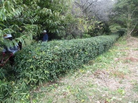 形がそろったお茶の葉