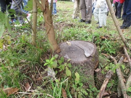 切り株から出た芽