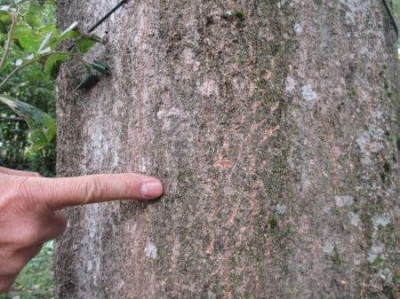 アライグマの爪痕