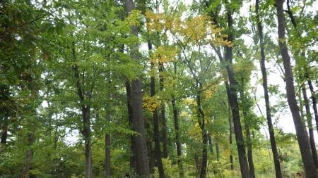 野火止用水歴史環境保全地域の雑木林