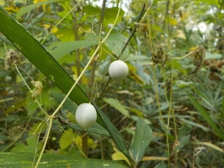保全地域の植物