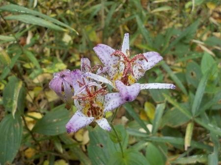 保全地域の植物２