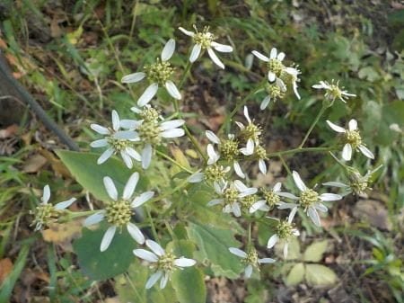 保全地域の植物３