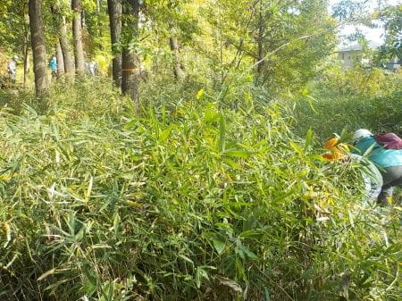 下草刈りをする前のたっぷりの草