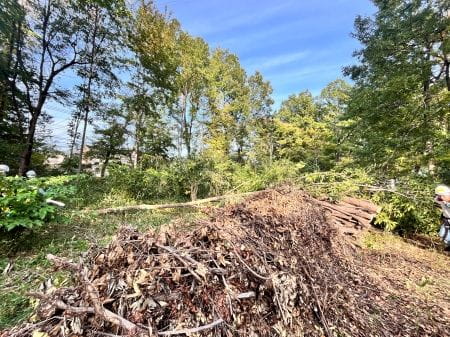 集められた木と枝の山