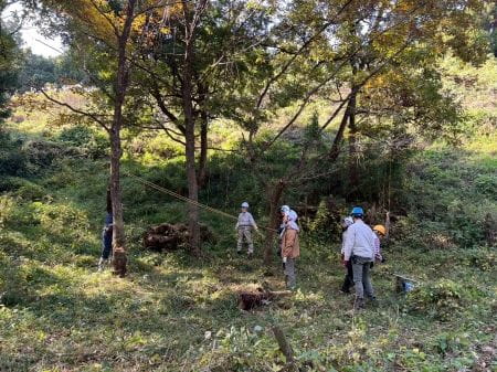 木を引っ張る様子