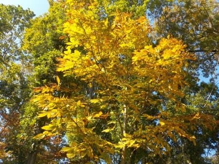 紅葉が始まった木