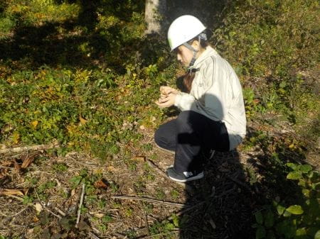 落ち葉やどんぐりを探す様子