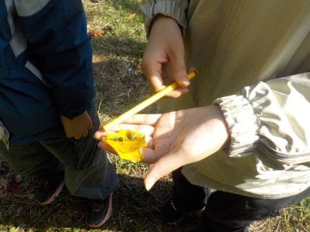 黄色の落葉と色鉛筆の色を比べている