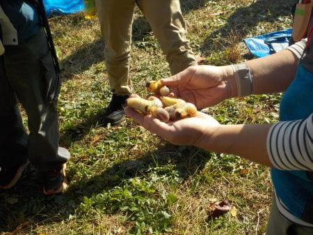 カブトムシの幼虫
