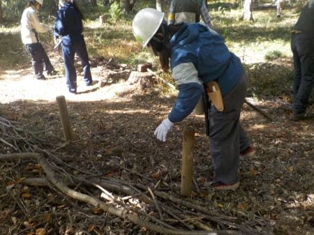 枝を杭の周りに集めている様子