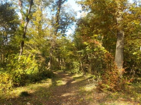 整えられた園路