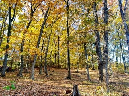 八王子大谷緑地保全地域の紅葉