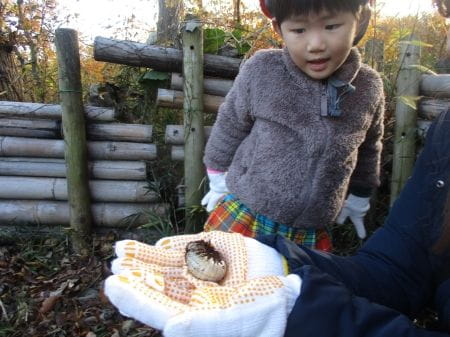 カブトムシの幼虫を見る子ども