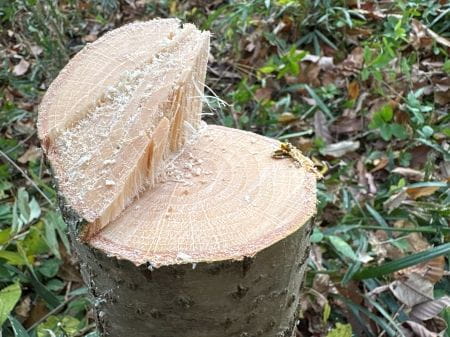 間伐した後の木の断面