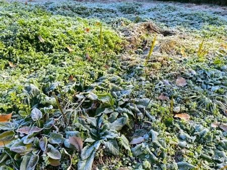 霜がおりている八王子館町緑地保全地域の様子