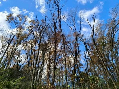 澄んだ冬の空と木々