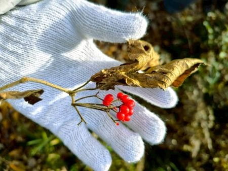 見つけた赤い実