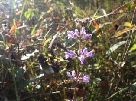 自然観察での草花