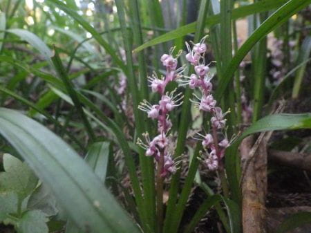 自然観察での草花２つ目