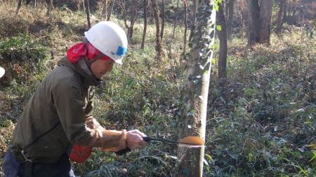 木を切り進めていく様子