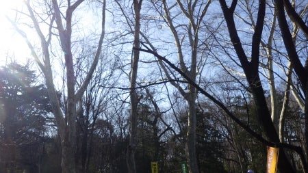 快晴の清瀬松山緑地保全地域