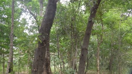 矢川緑地保全地域