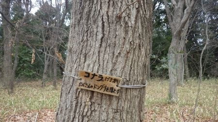 コナラブナ科たくさんのドングリを落とす