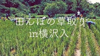 「田んぼの草取り」をしました！＠横沢入里山保全地域