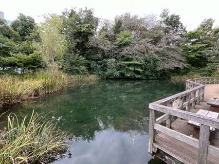 市街地を彩る武蔵野の自然を守ろう！【2025年10月12日実施 / 国分寺姿見の池緑地保全地域 / 森林整備 / クラフト / ボランティア】