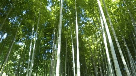 秋日和！多摩の竹林で自然体験！～竹伐採をしてみよう～【2025年10月18日実施/ 多摩東寺方緑地保全地域 / 竹伐採 / クラフト / ボランティア】