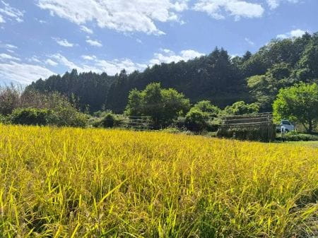 小学生集まれ♪東京の里山で米作り体験！ 
～秋の実りを収穫しよう～（小学生親子限定）
【2025年10月18日実施 / 横沢入里山保全地域 / 稲刈り / はざかけ】
