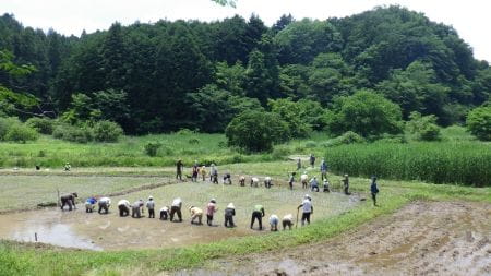 小学生集まれ♪東京の里山で米作り体験！～田植えをしてみよう！～
小学校高学年（４～６年）親子限定
【2025年6月7日実施/ 横沢入里山保全地域/ 田植え / ボランティア】