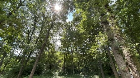 中学生・高校生限定！みんなで明るい森に育てよう！
【2025年7月27日実施 / 八王子大谷緑地保全地域 / ボランティア】